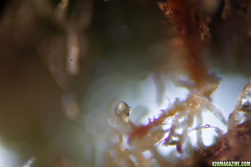 Bubba's Gift, trichomes under the microscope