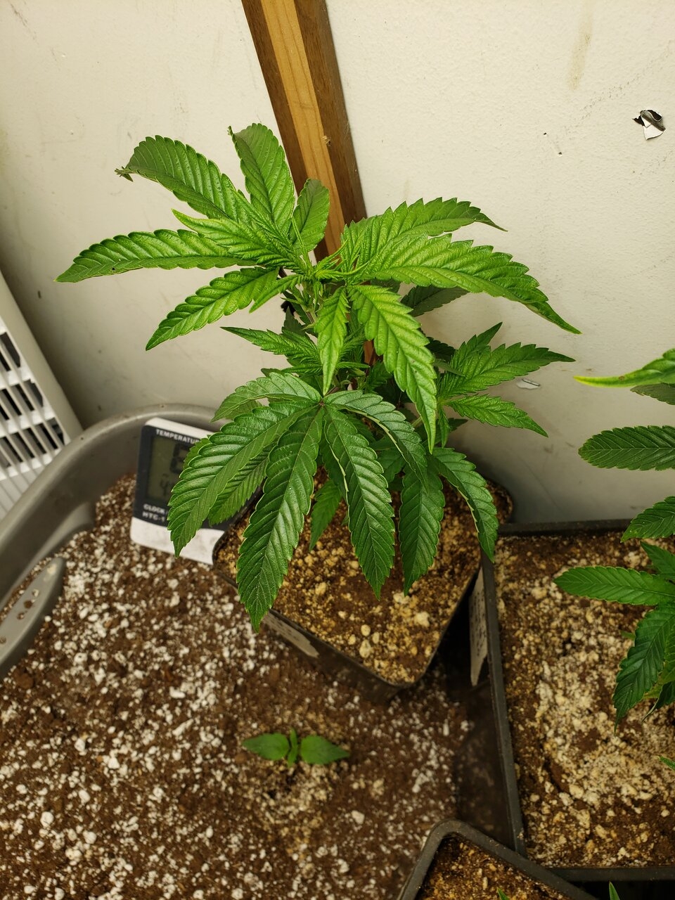 Bubbas Island Kush clone