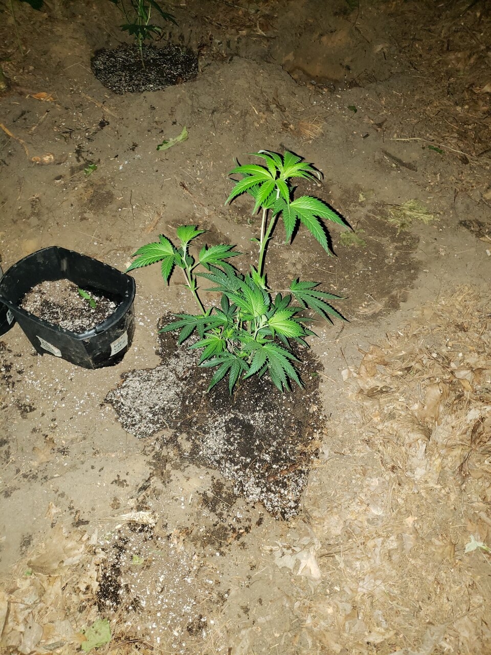 Bubbas Island Kush clone