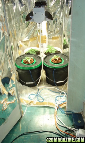 Bubble Bucket, DWC, Hydroponic