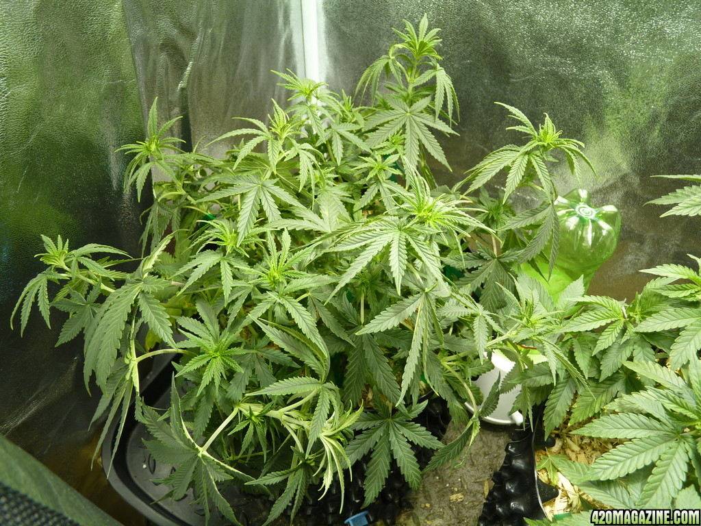 Bubble Day 44