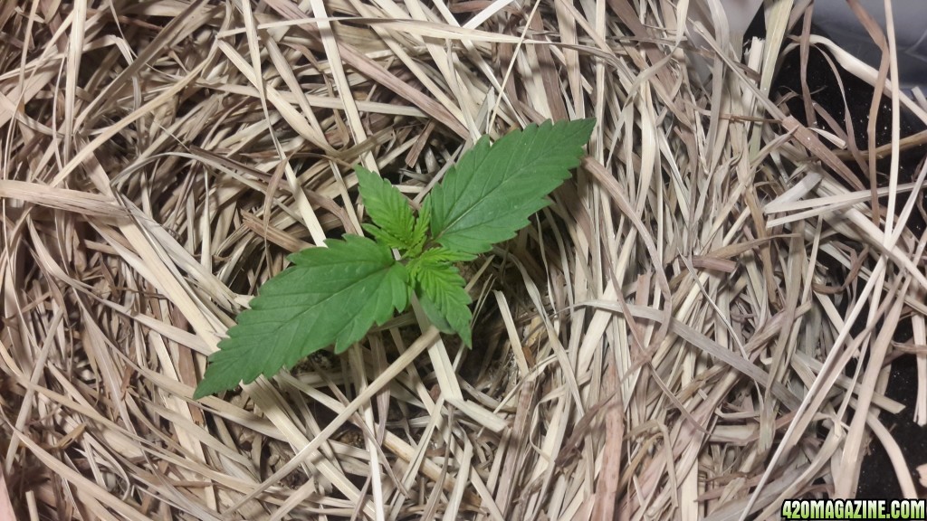 Bubble Gum Auto - Day 8