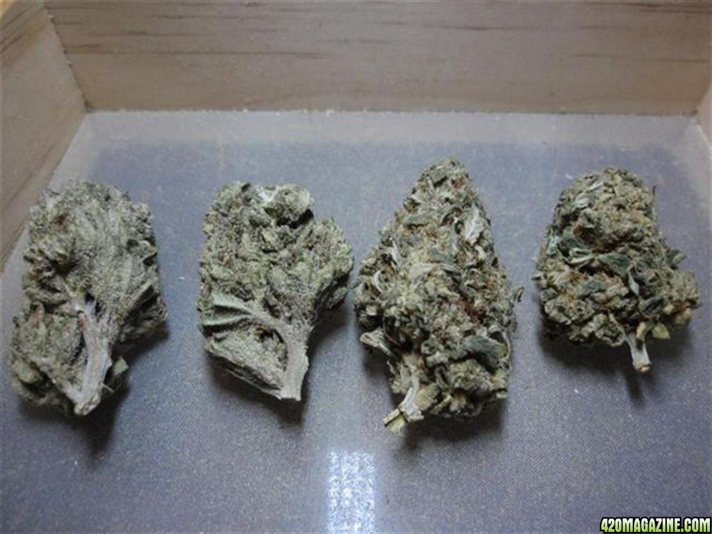 Bubble Gum, Sour Diesel, Afghan Kush, Arjan's Strawberry Haze and Maui Wowi