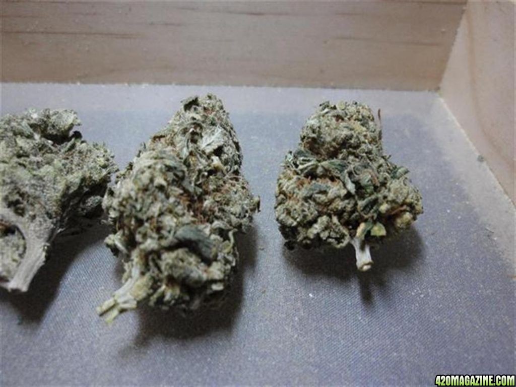 Bubble Gum, Sour Diesel, Afghan Kush, Arjan's Strawberry Haze and Maui Wowi