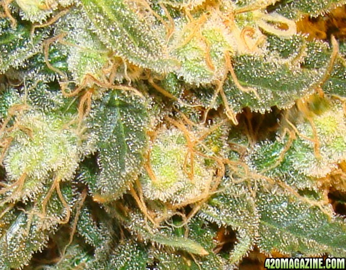 Bubble gum trichs