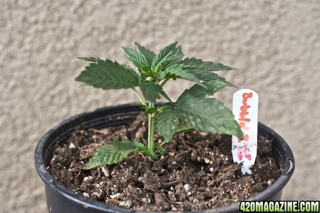 Bubble Gum2 Front 2 Weeks Old