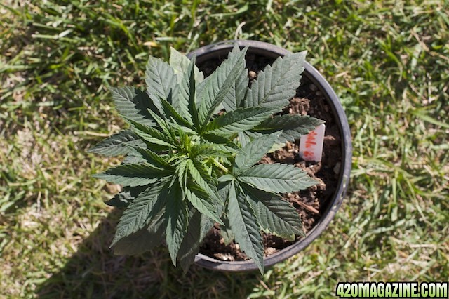 Bubble Gum2t_ 3 Weeks Old