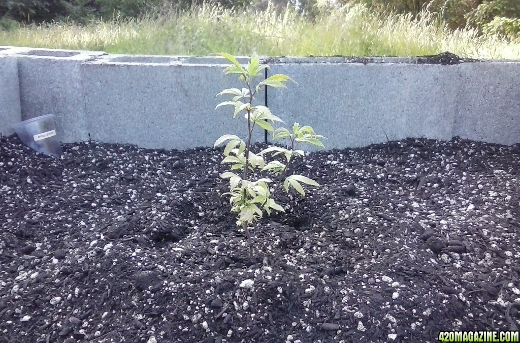 BubbleBerry Transplant