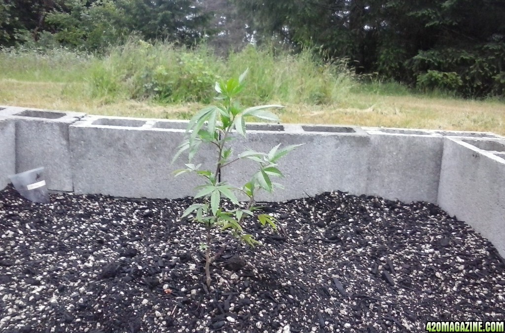 BubbleBerry Week 3