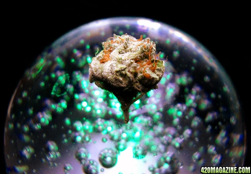 BubbleBud