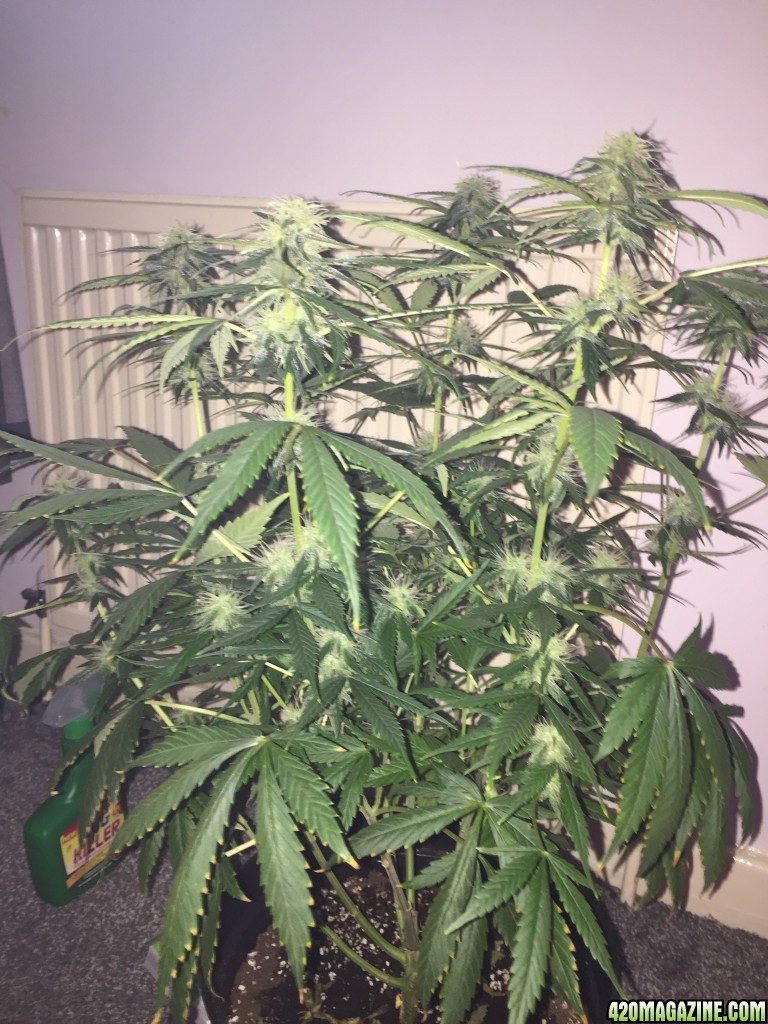 Bubblegum Auto