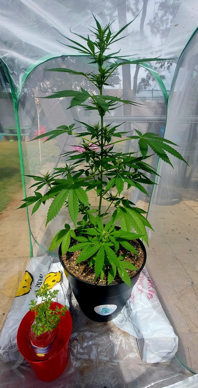 Bubblegum Autoflower-Grow Journal.jpg