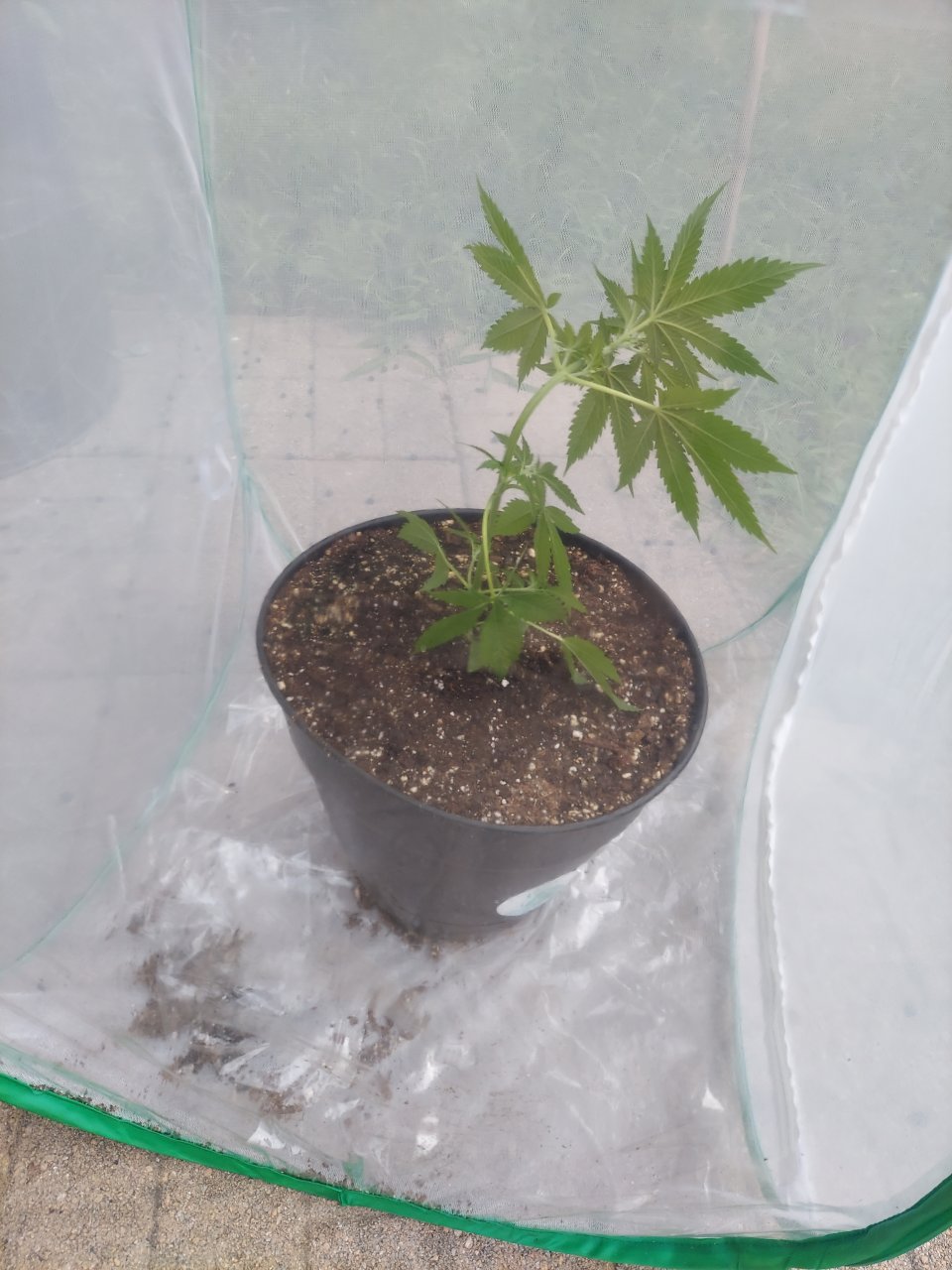 Bubblegum Autoflower-Grow Journal-Outdoor Grow 2023