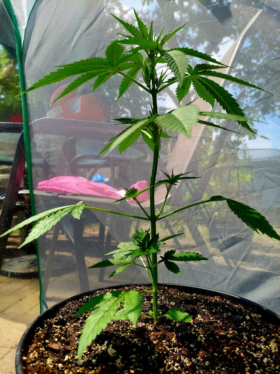 Bubblegum Autoflower-Grow Journal-Outdoor Grow 2023