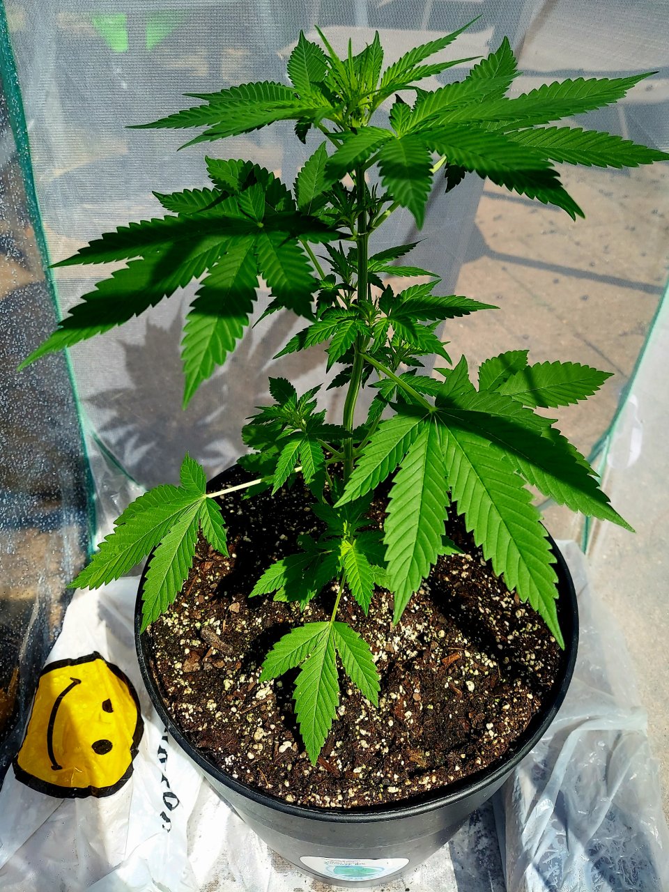 Bubblegum Autoflower-Grow Journal-Outdoor Grow 2023