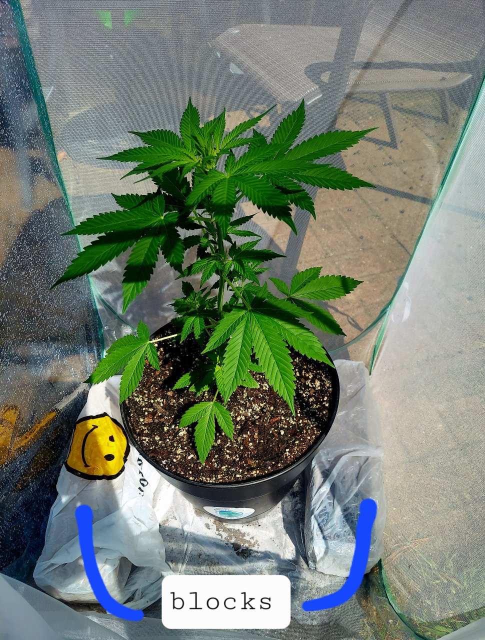 Bubblegum Autoflower-Grow Journal-Outdoor Grow 2023