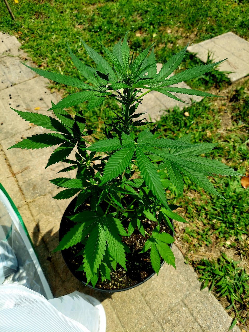 Bubblegum Autoflower-Grow Journal-Outdoor Grow 2023