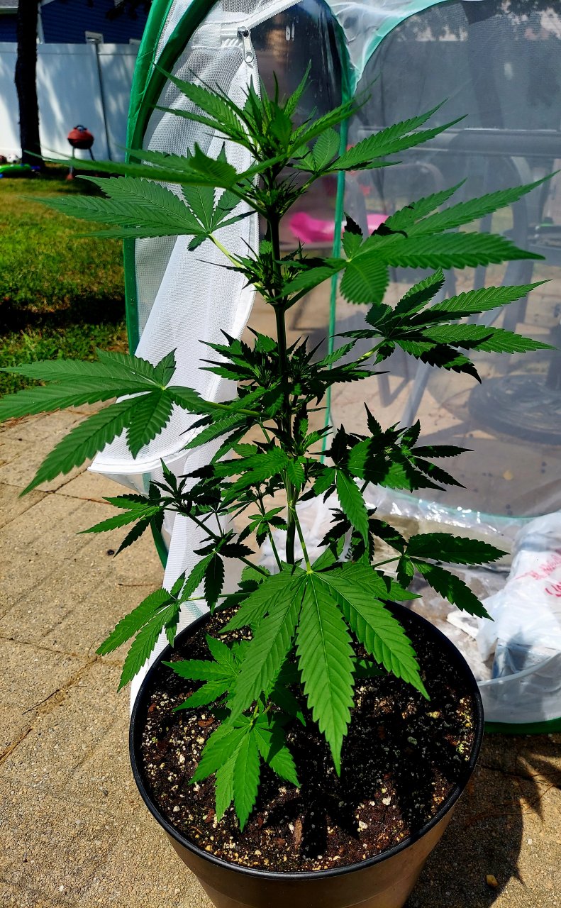 Bubblegum Autoflower-Grow Journal-Outdoor Grow 2023