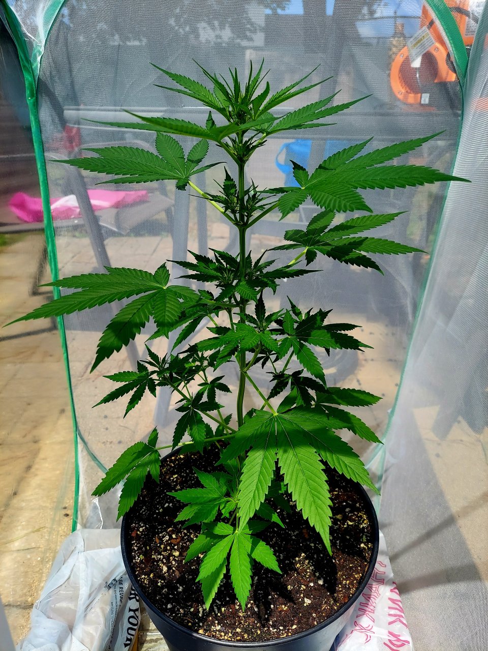 Bubblegum Autoflower-Grow Journal-Outdoor Grow 2023