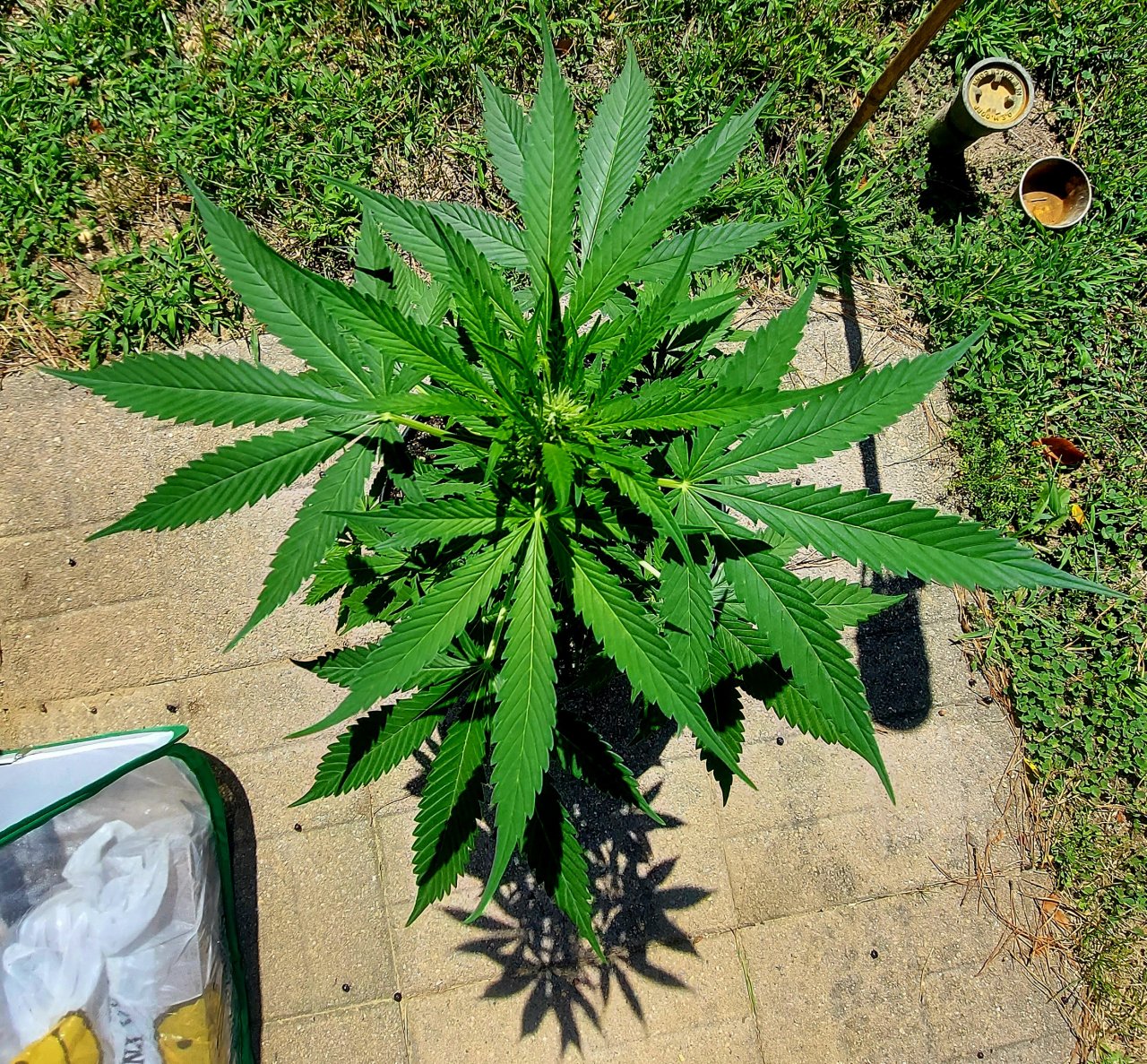 Bubblegum Autoflower-Grow Journal-Outdoor Grow 2023