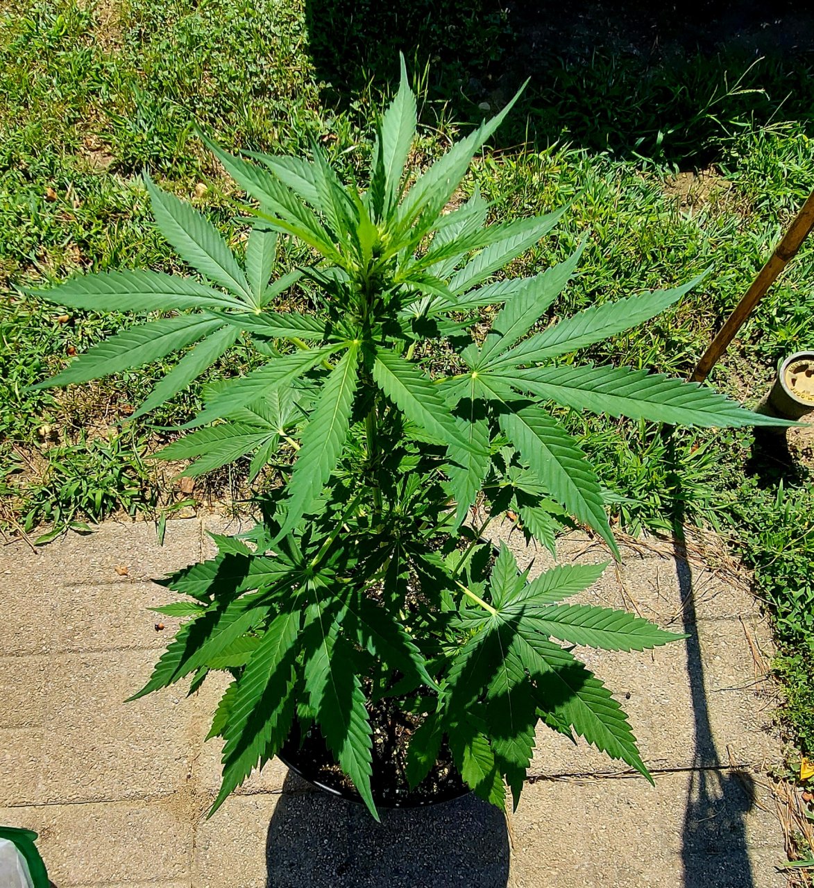 Bubblegum Autoflower-Grow Journal-Outdoor Grow 2023