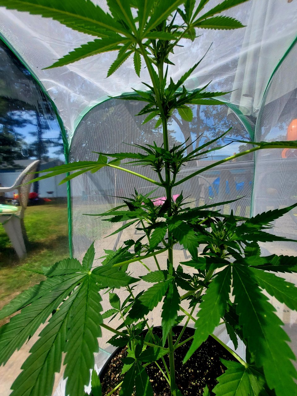 Bubblegum Autoflower-Grow Journal-Outdoor Grow 2023