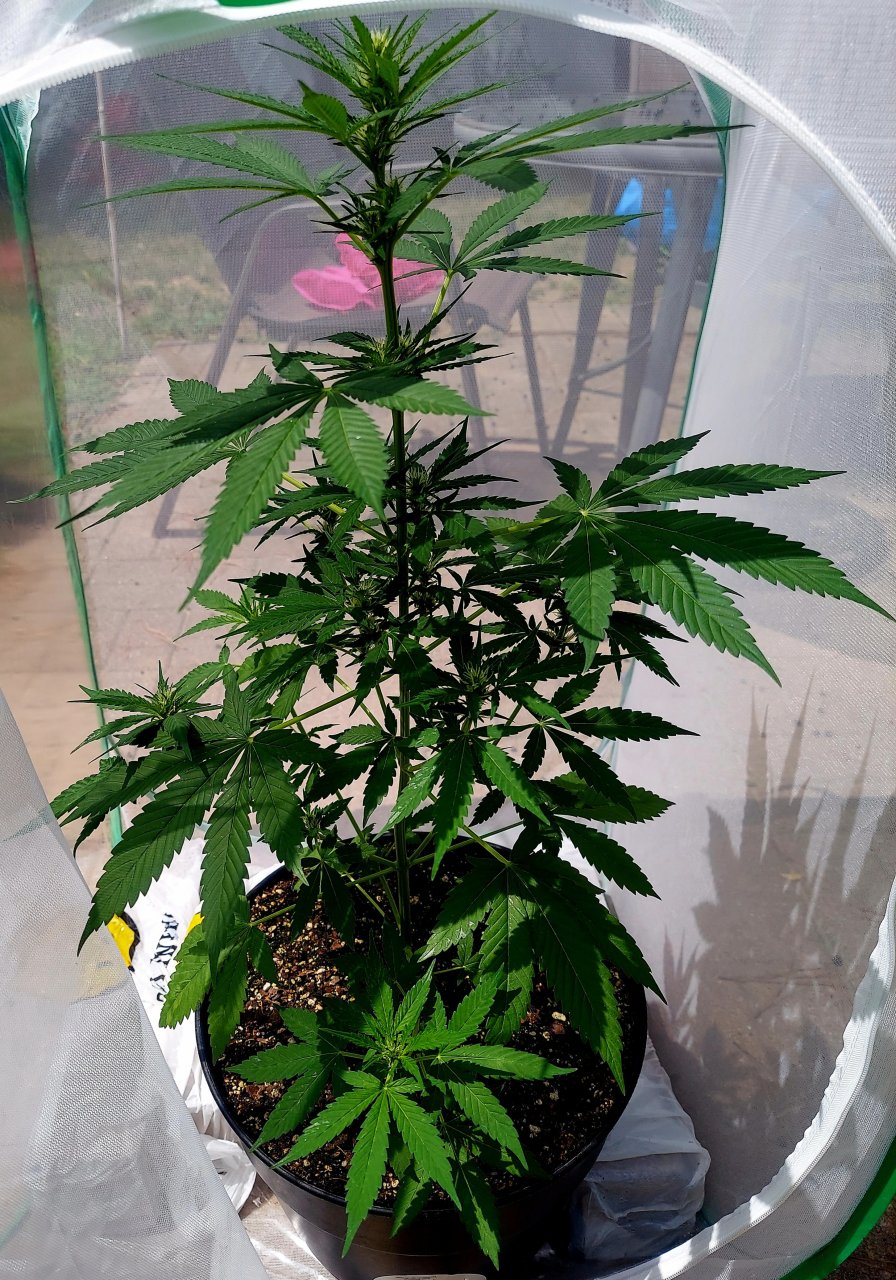 Bubblegum Autoflower-Grow Journal-Outdoor Grow 2023