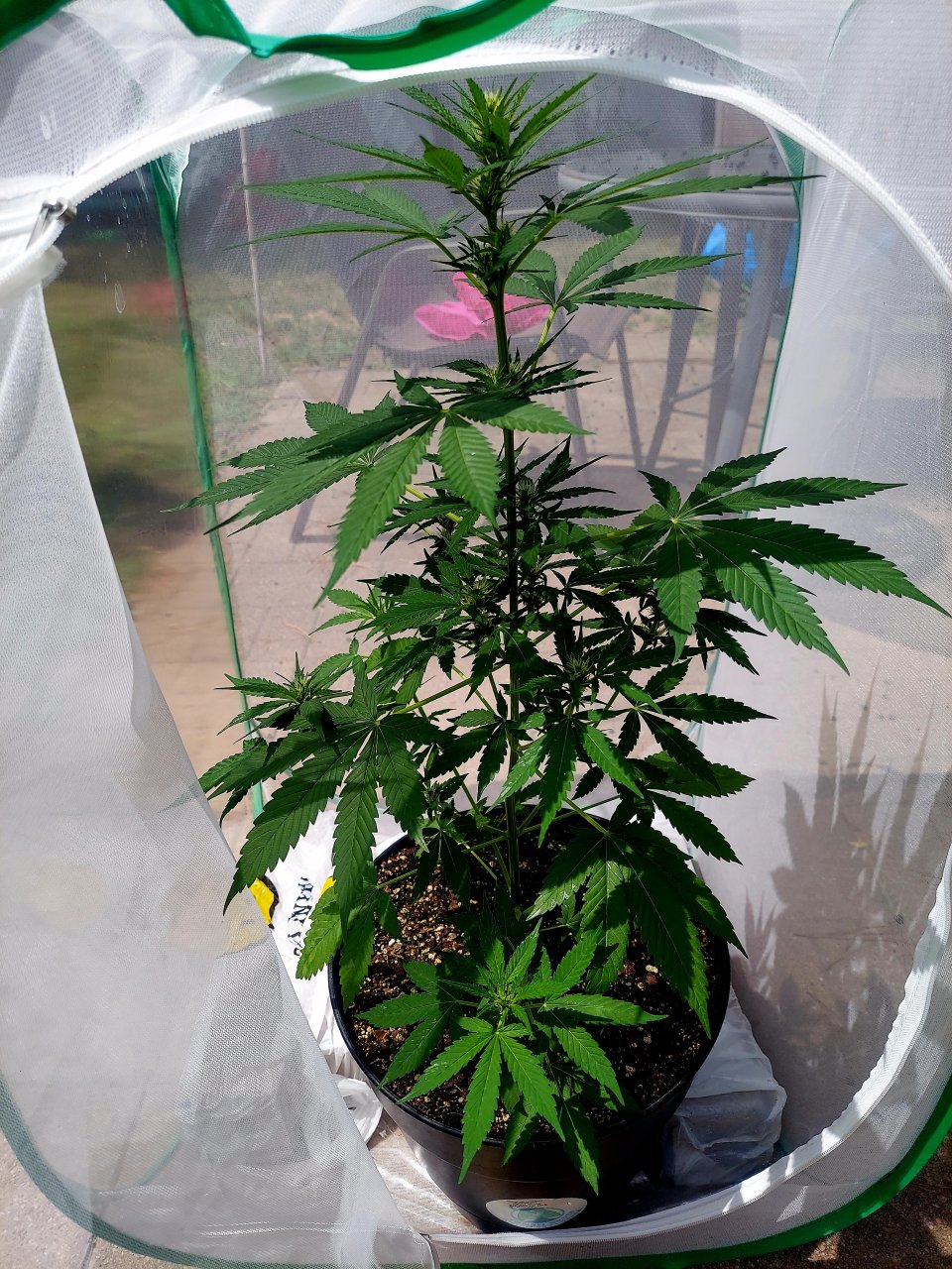 Bubblegum Autoflower-Grow Journal-Outdoor Grow 2023