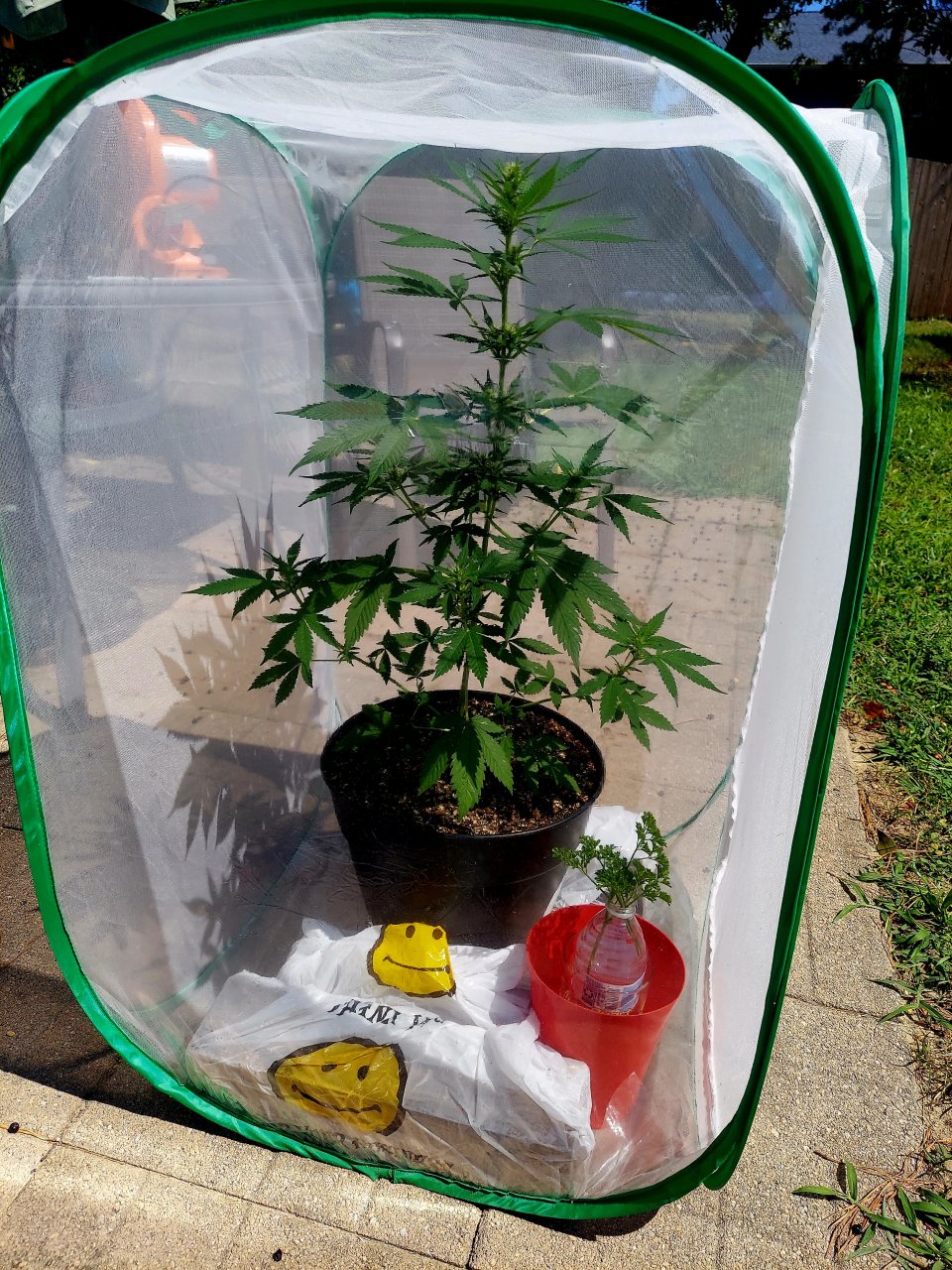 Bubblegum Autoflower-Grow Journal-Outdoor Grow 2023