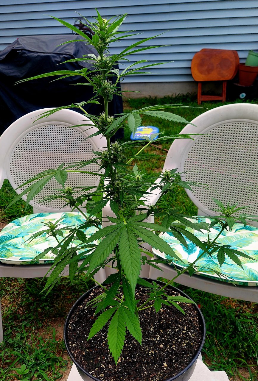 Bubblegum Autoflower-Grow Journal-Outdoor Grow 2023