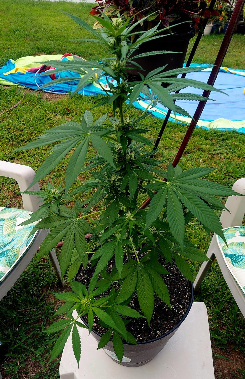 Bubblegum Autoflower-Grow Journal-Outdoor Grow 2023