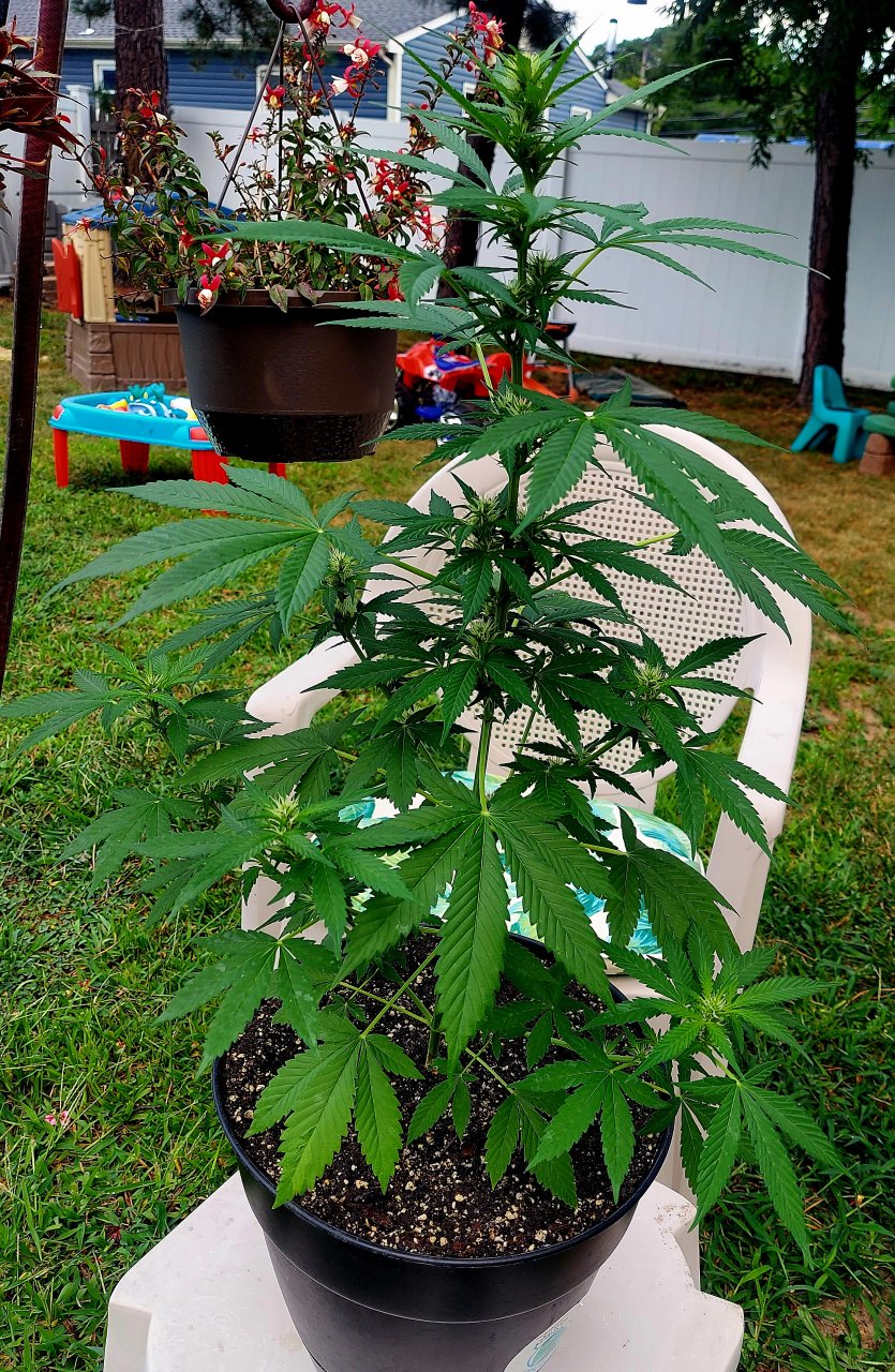 Bubblegum Autoflower-Grow Journal-Outdoor Grow 2023