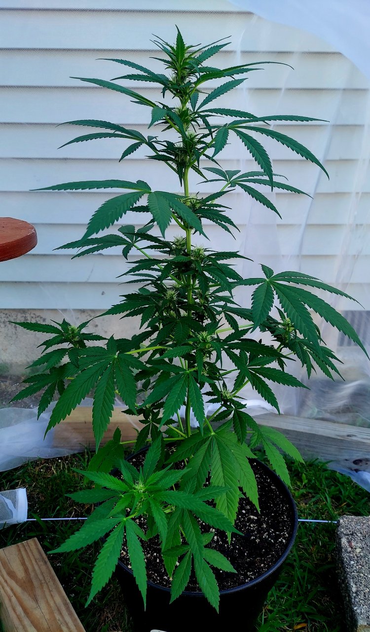 Bubblegum Autoflower-Grow Journal-Outdoor Grow 2023