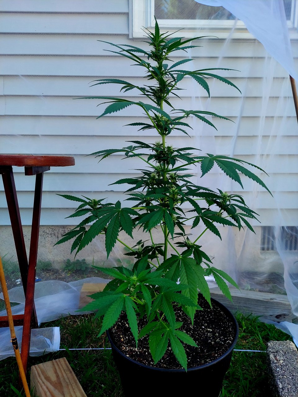 Bubblegum Autoflower-Grow Journal-Outdoor Grow 2023