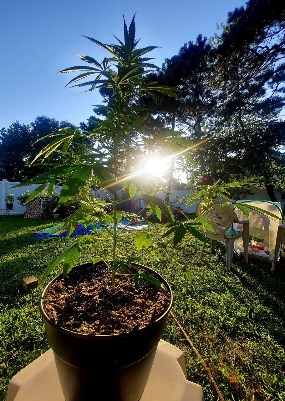 Bubblegum Autoflower-Grow Journal-Outdoor Grow 2023