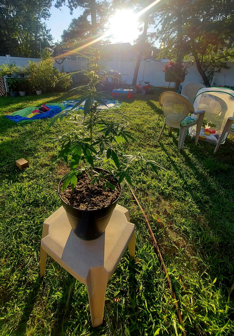 Bubblegum Autoflower-Grow Journal-Outdoor Grow 2023