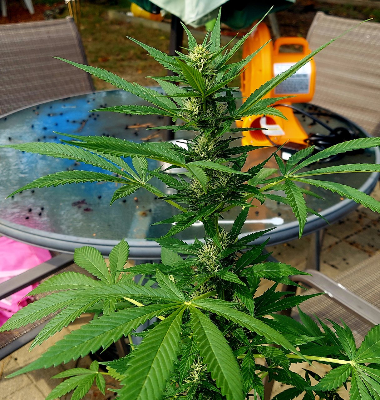 Bubblegum Autoflower-Grow Journal-Outdoor Grow 2023