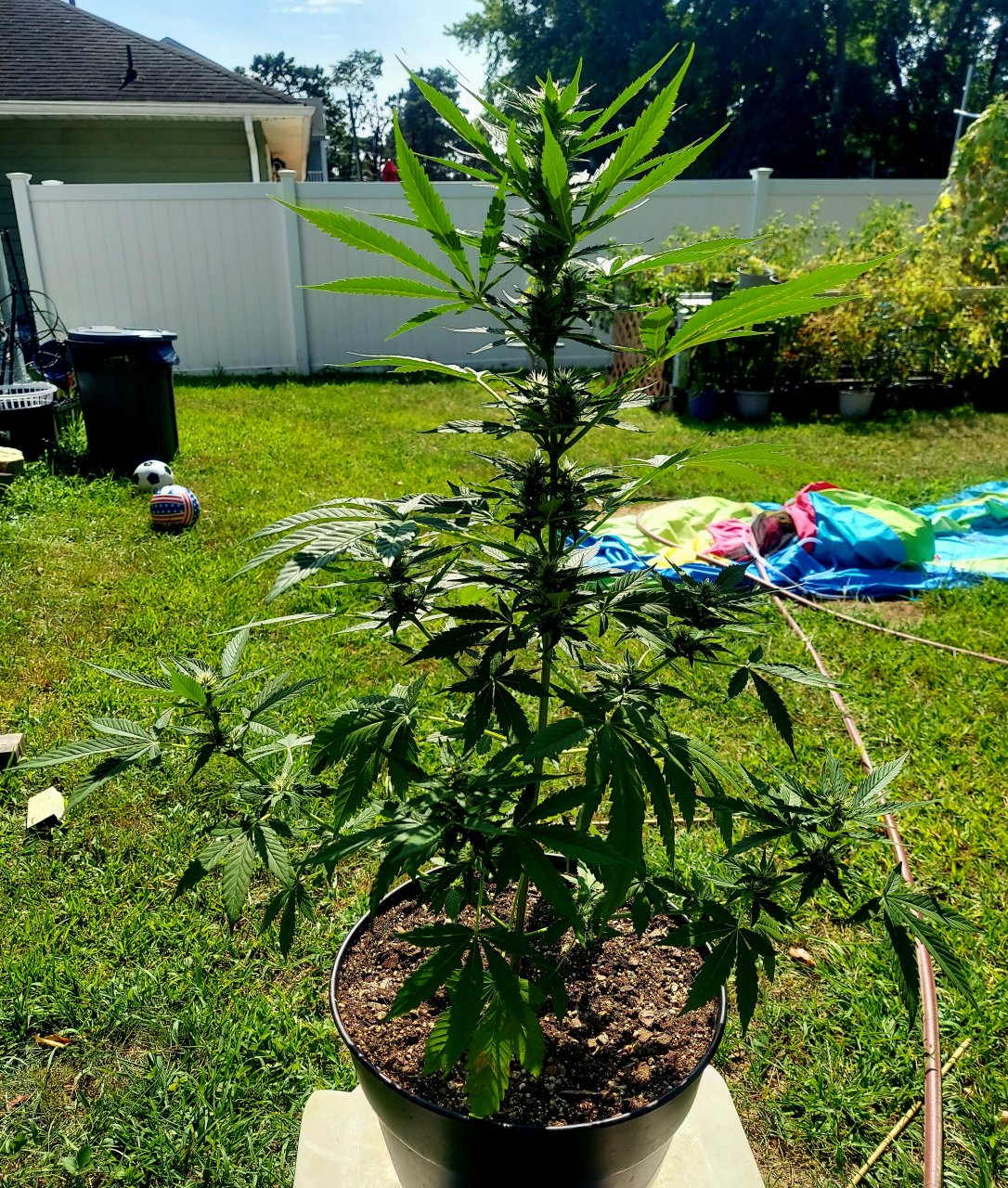 Bubblegum Autoflower-Grow Journal-Outdoor Grow 2023