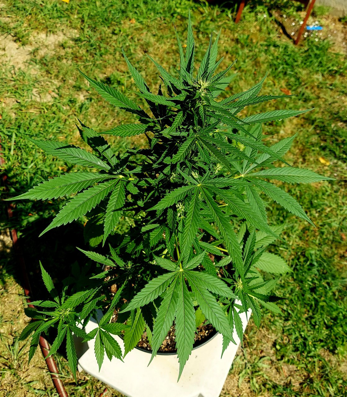 Bubblegum Autoflower-Grow Journal-Outdoor Grow 2023