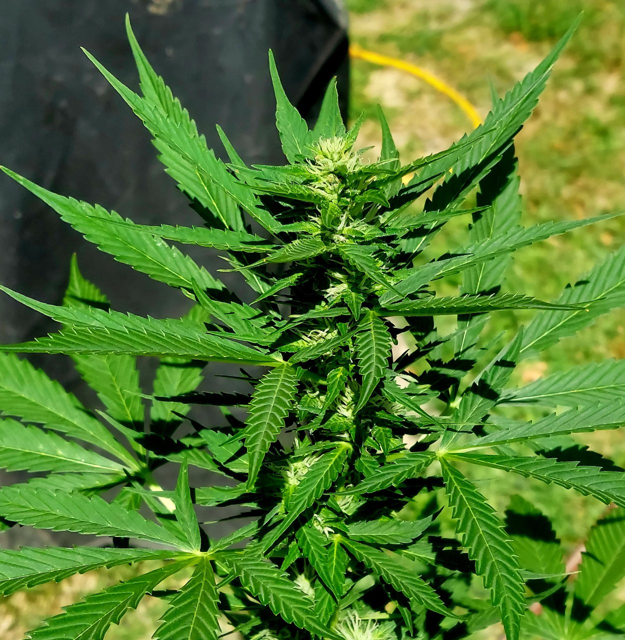 Bubblegum Autoflower-Grow Journal-Outdoor Grow 2023