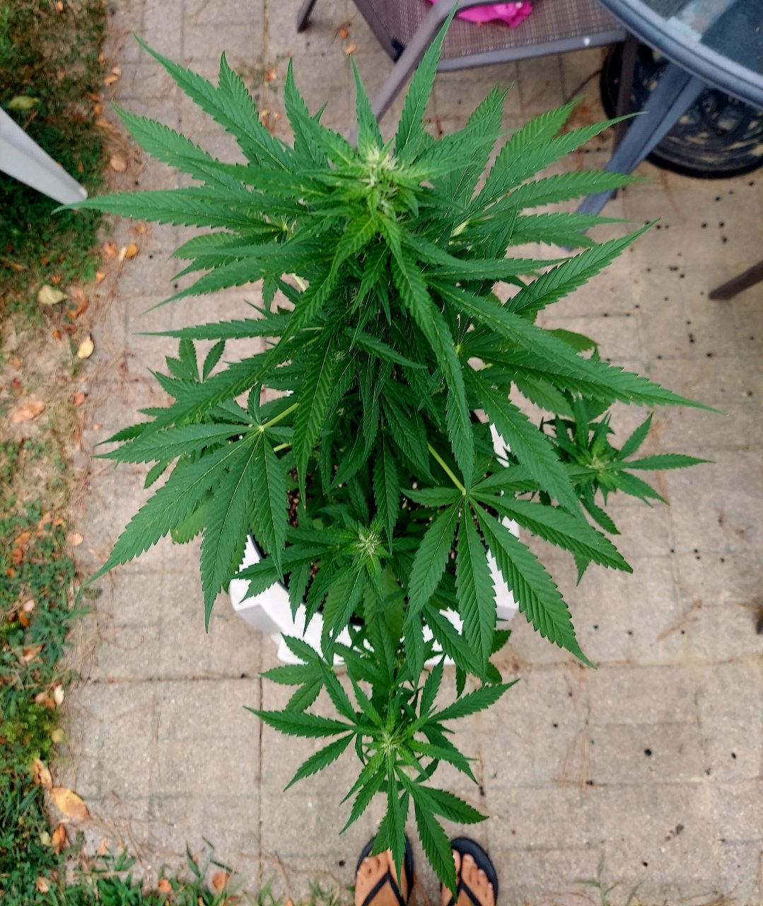 Bubblegum Autoflower-Grow Journal-Outdoor Grow 2023