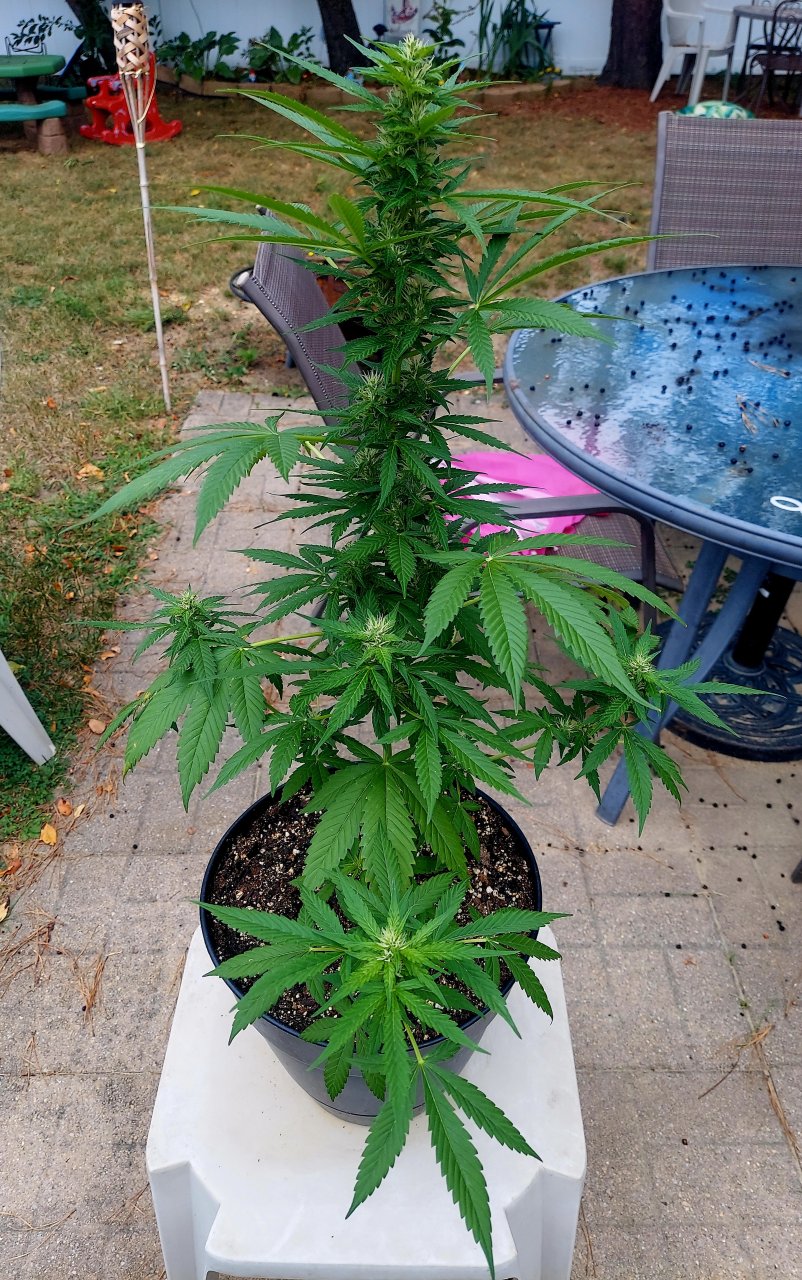 Bubblegum Autoflower-Grow Journal-Outdoor Grow 2023