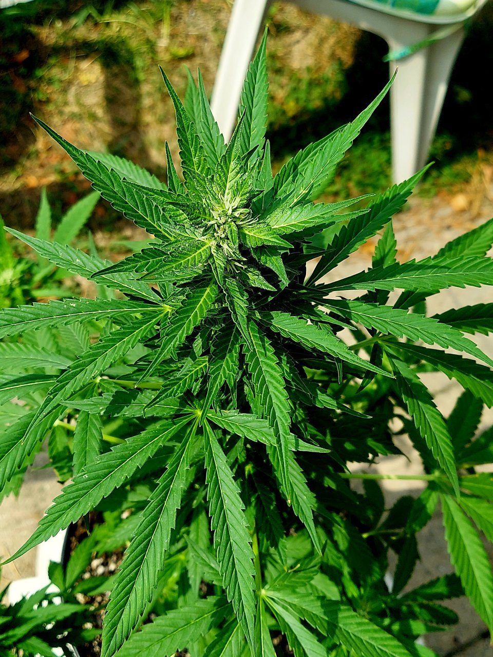 Bubblegum Autoflower-Grow Journal-Outdoor Grow 2023