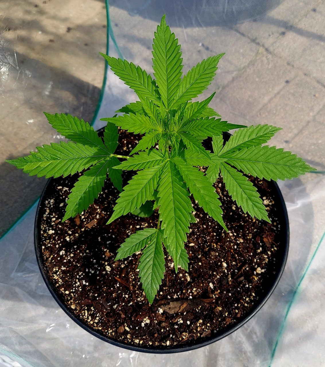 Bubblegum Autoflower-Outdoor Grow 2023-Grow Journal