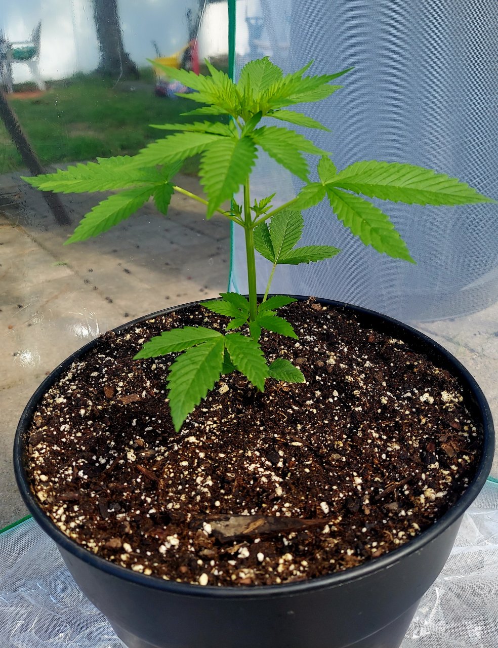 Bubblegum Autoflower-Outdoor Grow 2023-Grow Journal