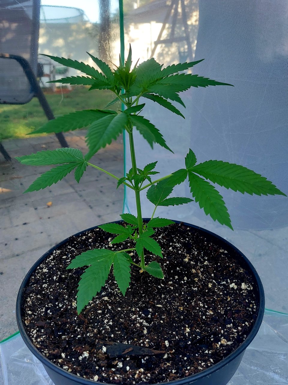 Bubblegum Autoflower-Outdoor Grow 2023-Grow Journal