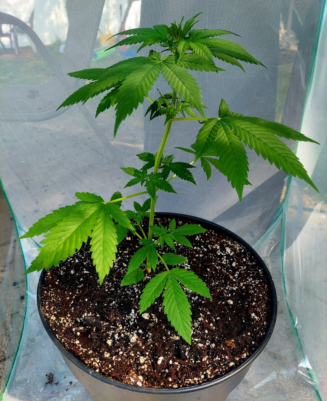 Bubblegum Autoflower-Outdoor Grow 2023-Grow Journal