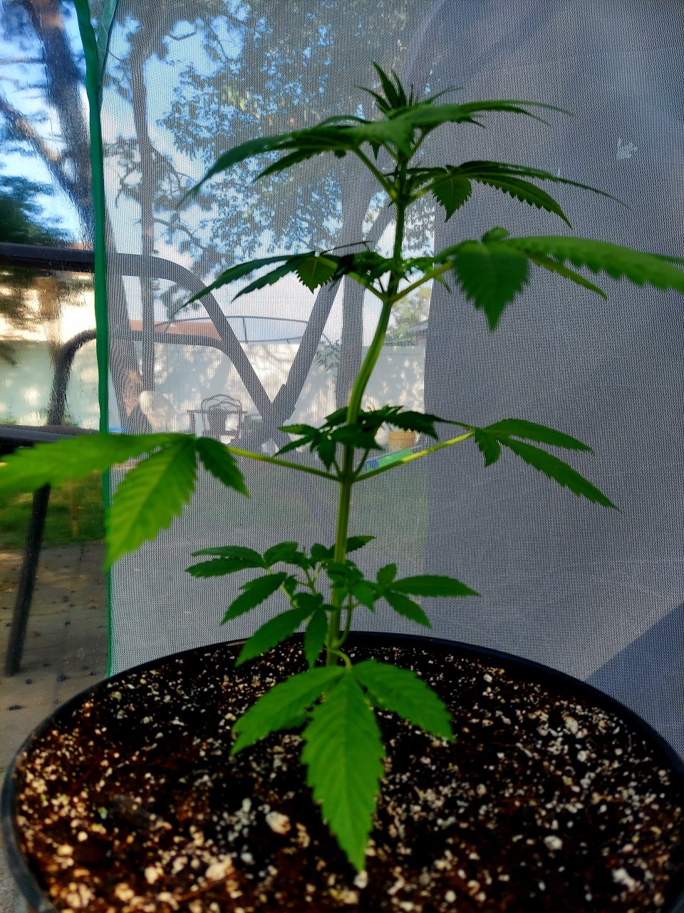 Bubblegum Autoflower-Outdoor Grow 2023-Grow Journal