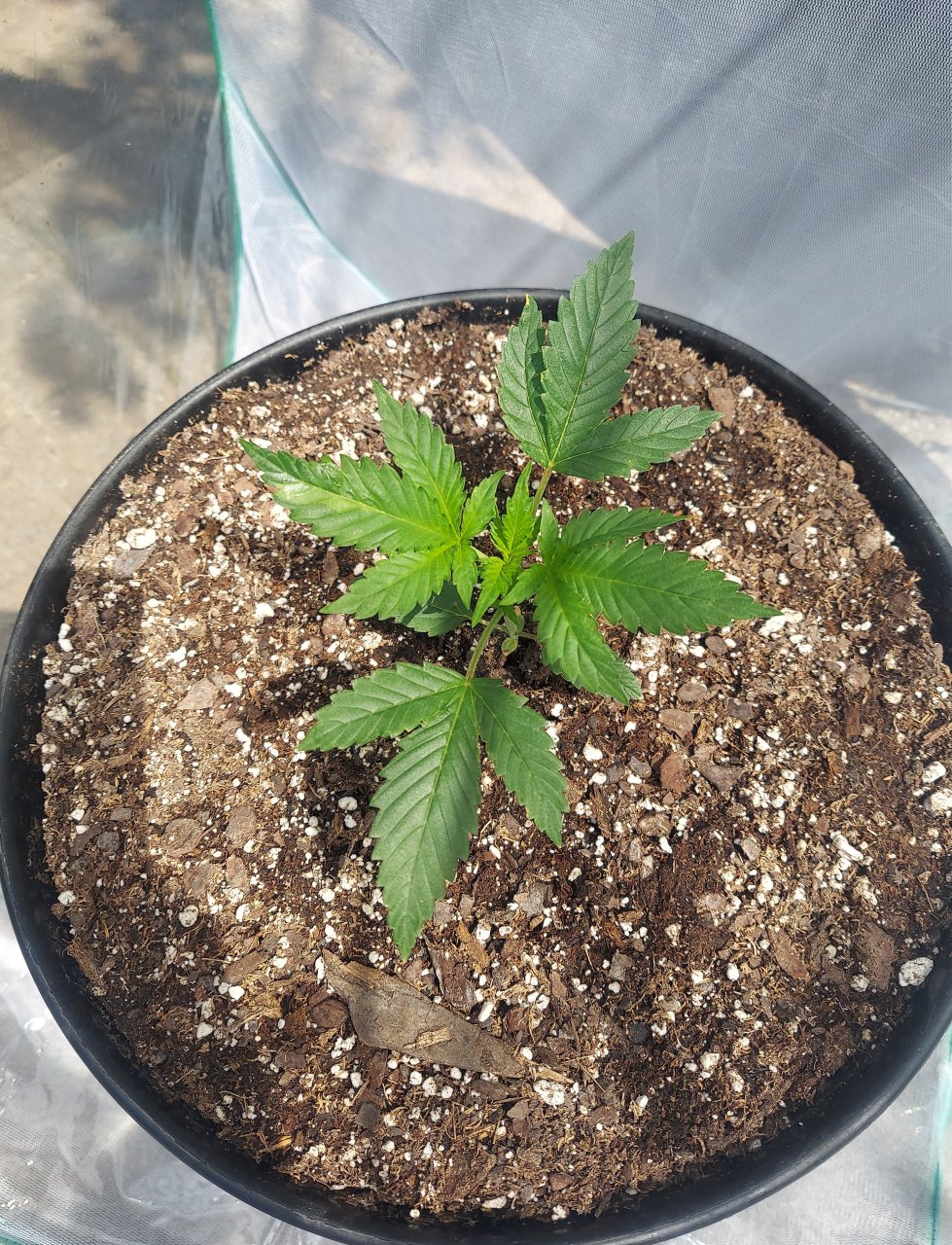 Bubblegum Autoflower-Outdoor Grow 2023