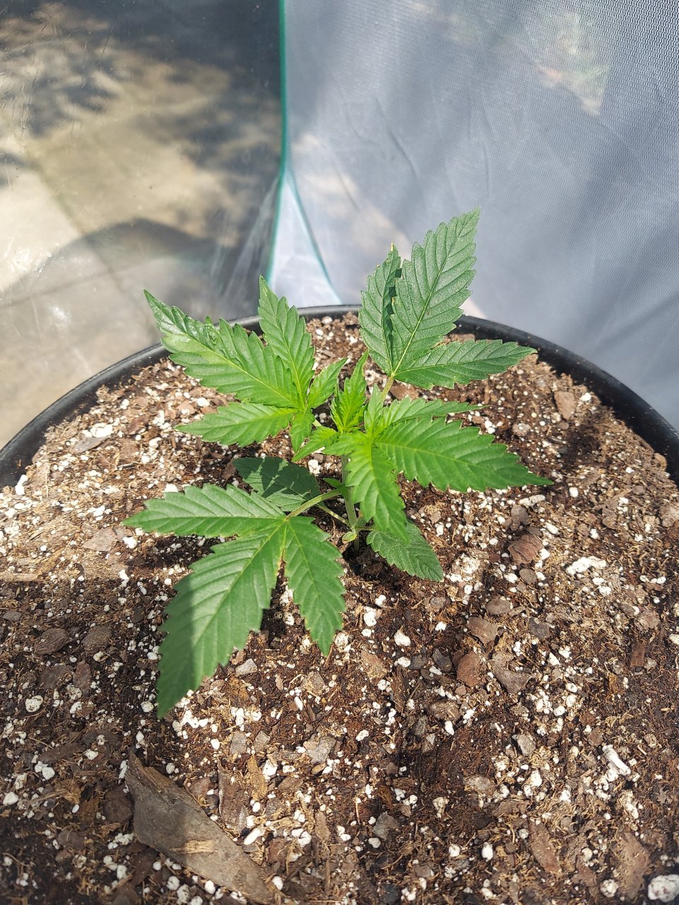 Bubblegum Autoflower-Outdoor Grow 2023